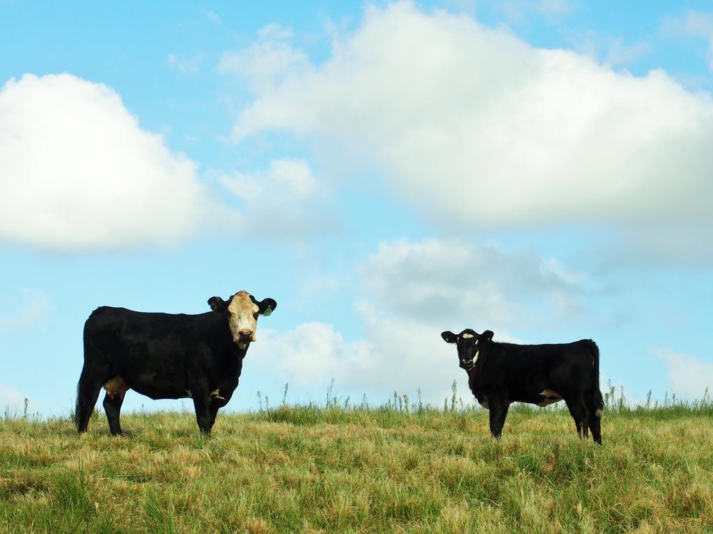 Byron Bay Farm Cottages Luaran gambar